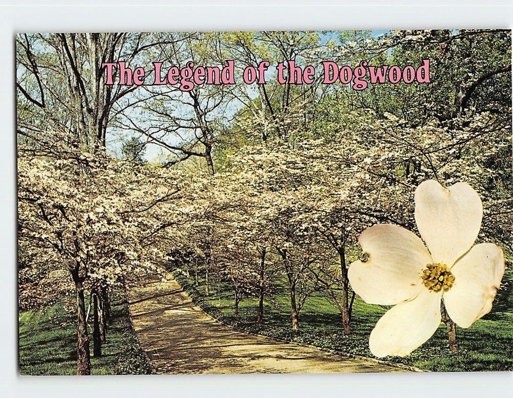 Postcard The Legend of the Dogwood