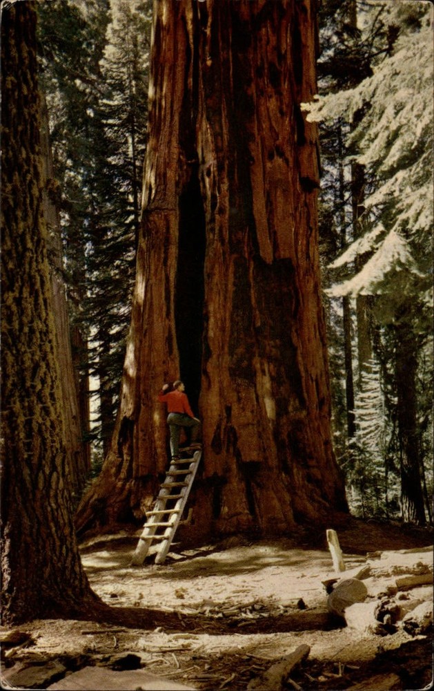 California Giant Sequoia Natl Park Room Tree ~ 1950s-60s vintage postcard sku111
