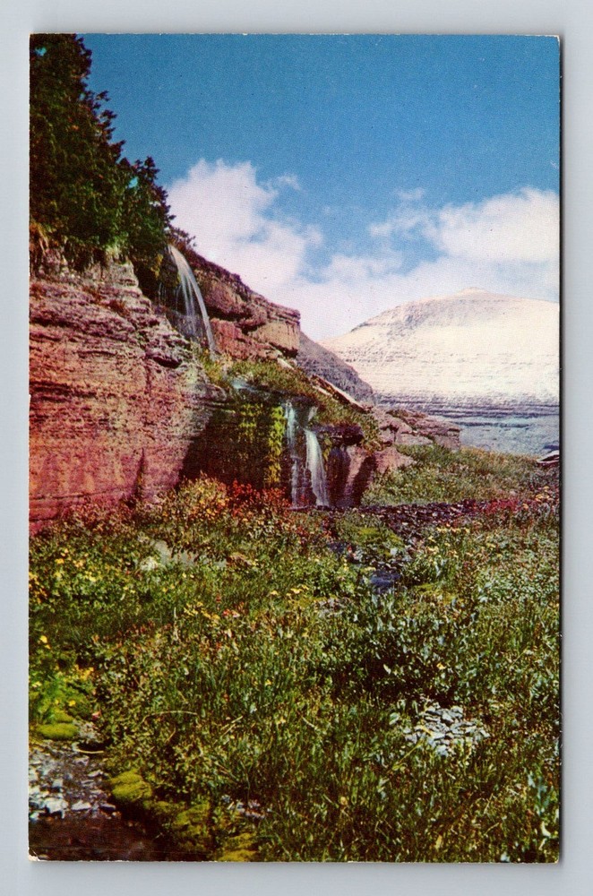 Glacier National Park, MT-Montana, Logan Pass Hanging Gardens Vintage Postcard