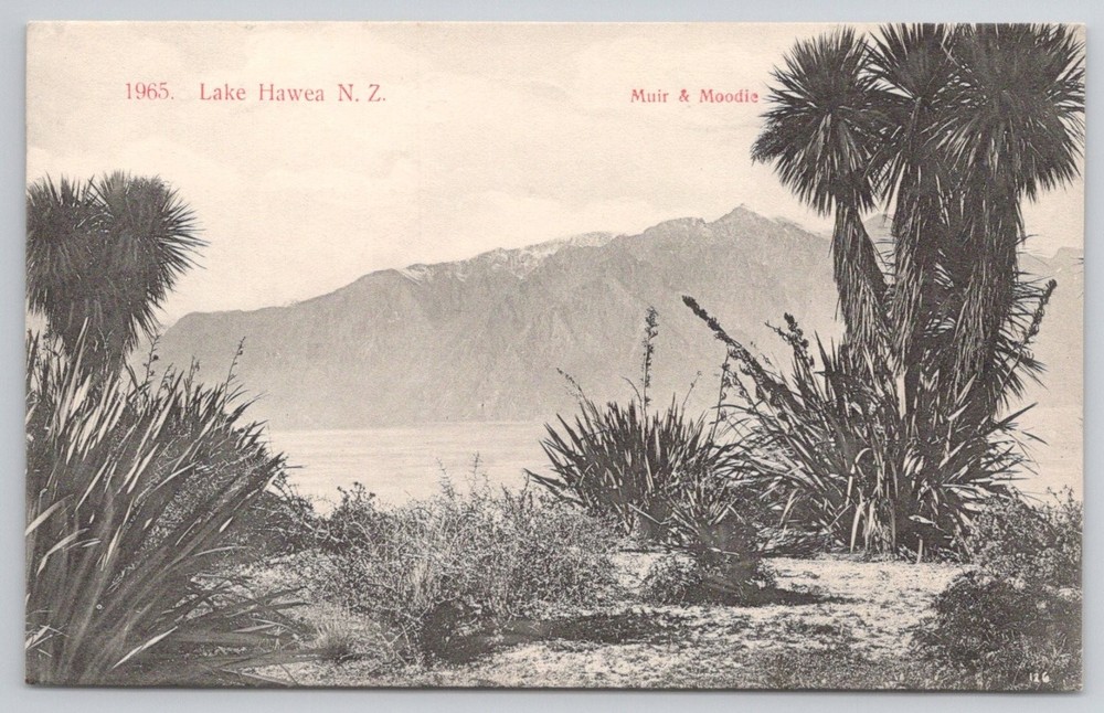 Lake Hawea New Zealand Antique Postcard Muir & Moodie Otago Cabbage Trees