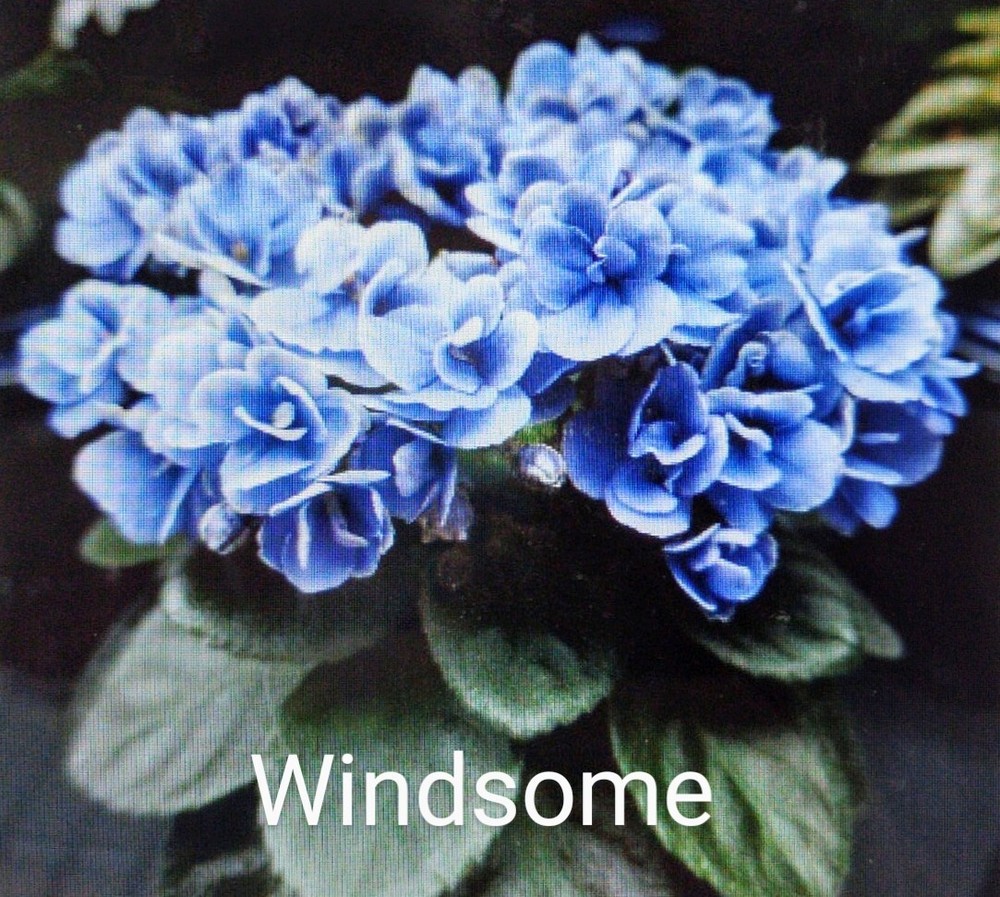 African Violet LEAF POT - WINDSOME - miniature