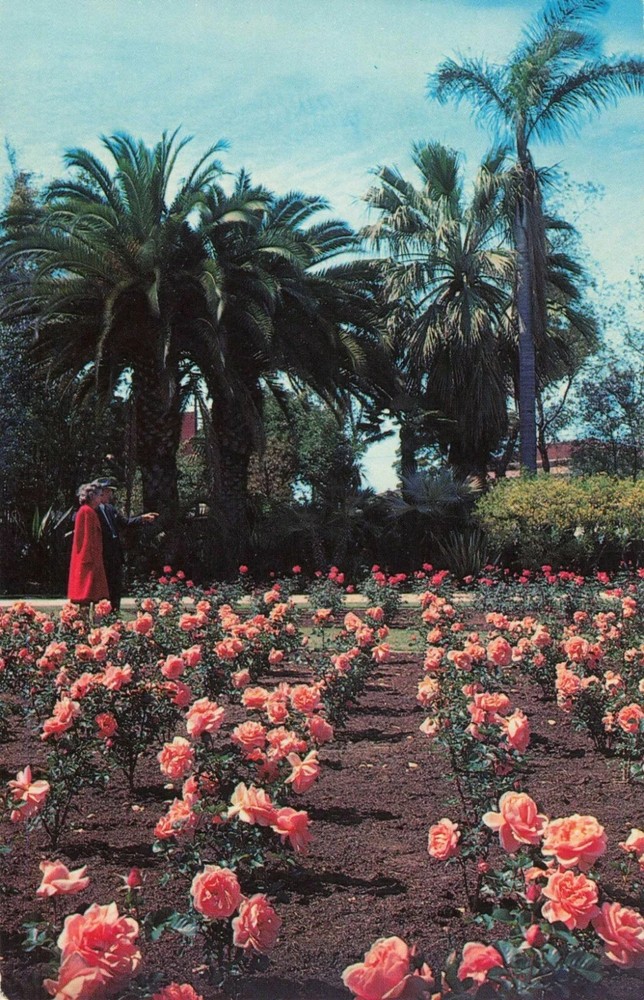 Rose Garden at Exposition Park - Los Angeles California CA - Postcard