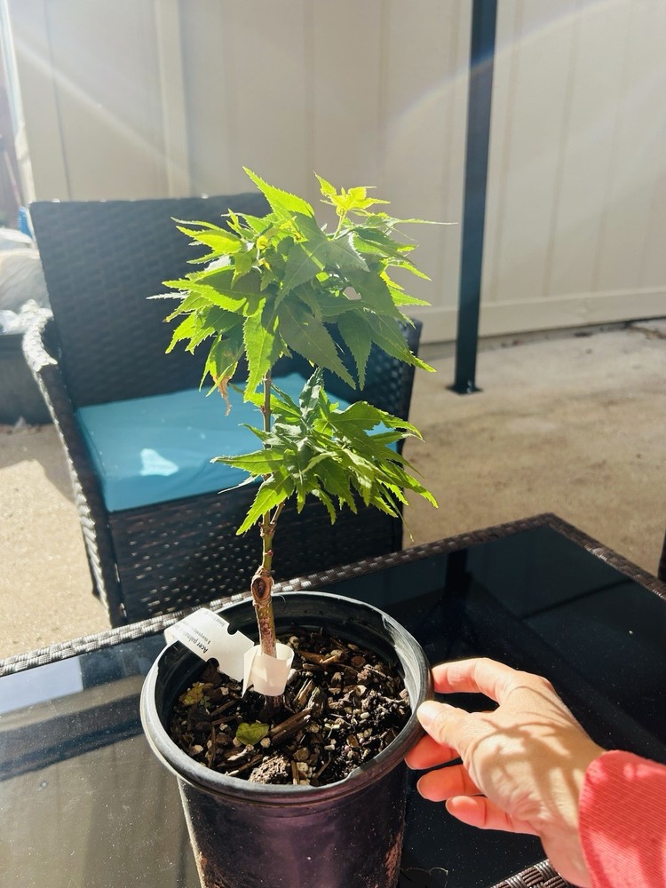 Acer palmatum 'Japanese Princess' Rare Pink Dwarf Japanese Maple 1 Gallon-image
