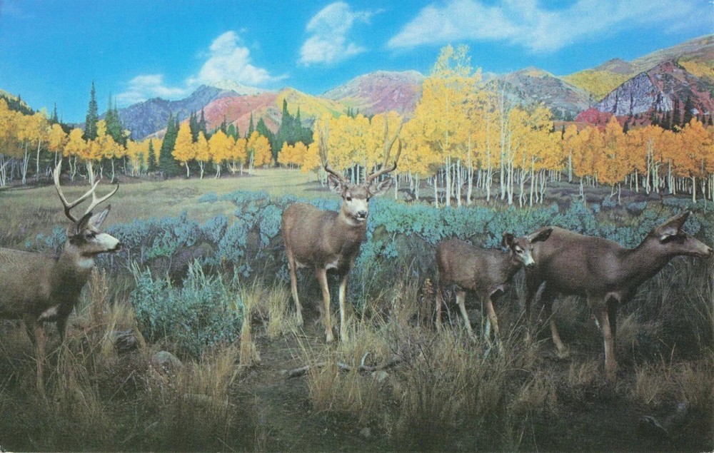 Utah Mule Deer in Wasatch Mountains near Salt Lake City Utah UT - Postcard