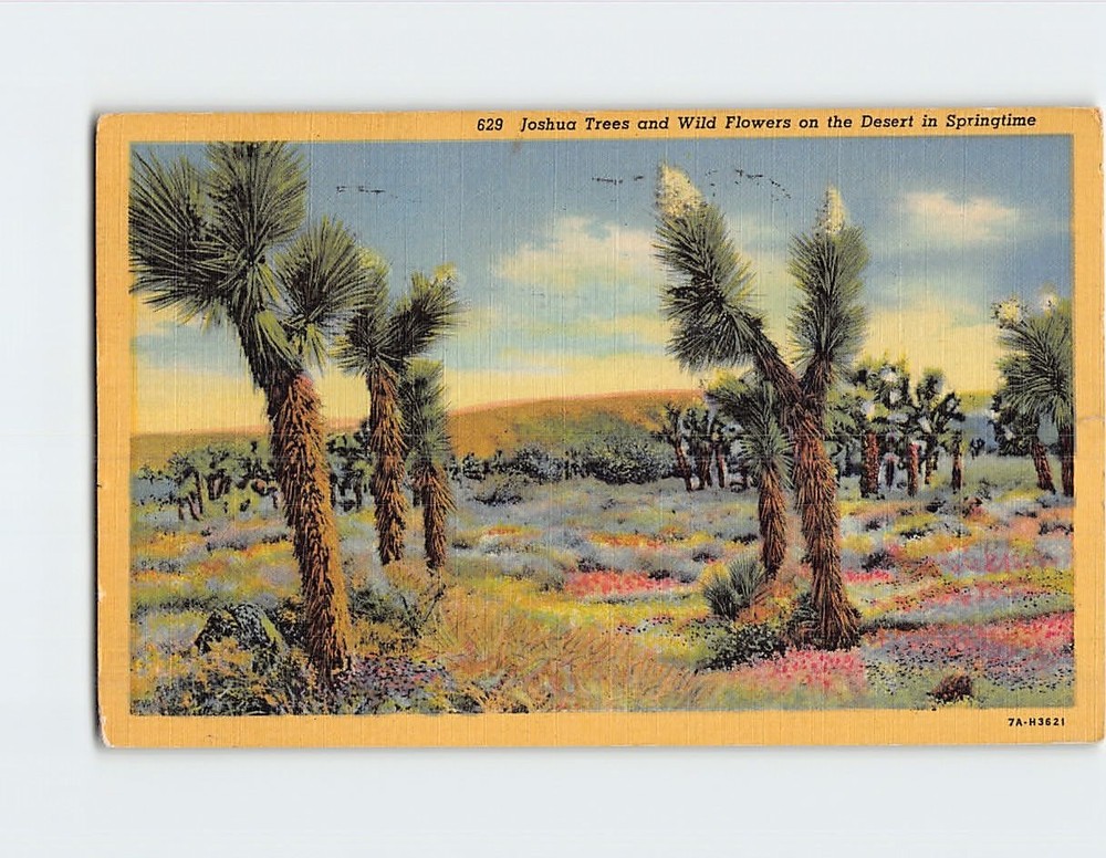 Postcard Joshua Trees and Wild Flowers on the Desert in Springtime