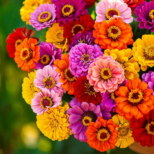 Zinnia CALIFORNIA GIANTS Multi-Colored Pollinators BEST SELLER Non-GMO 200 seeds