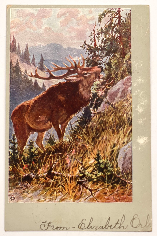 1907 Postcard Elk in Forest Scene Litho Serie 355 Lititz PA