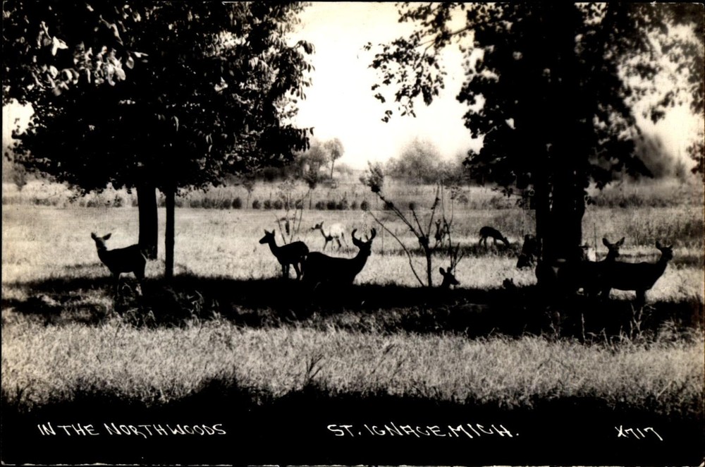 Deer in the Northwoods ~ St Ignace Michigan MI~ LL Cook X717 ~ real photo RPPC
