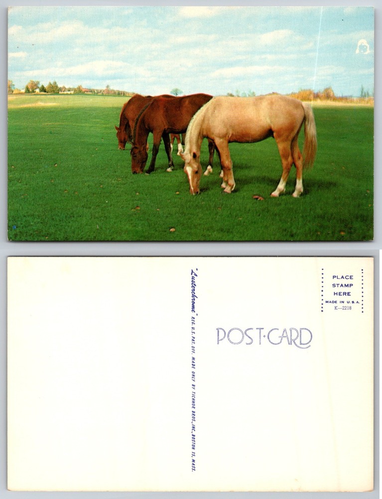 Grazing Horses Pasture Postcard