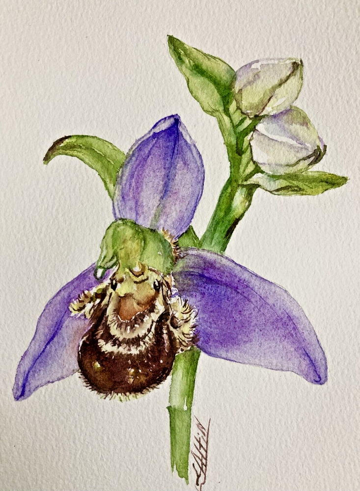 Original Orchid Watercolor Floral Art Painting ACEO Handmade Artwork