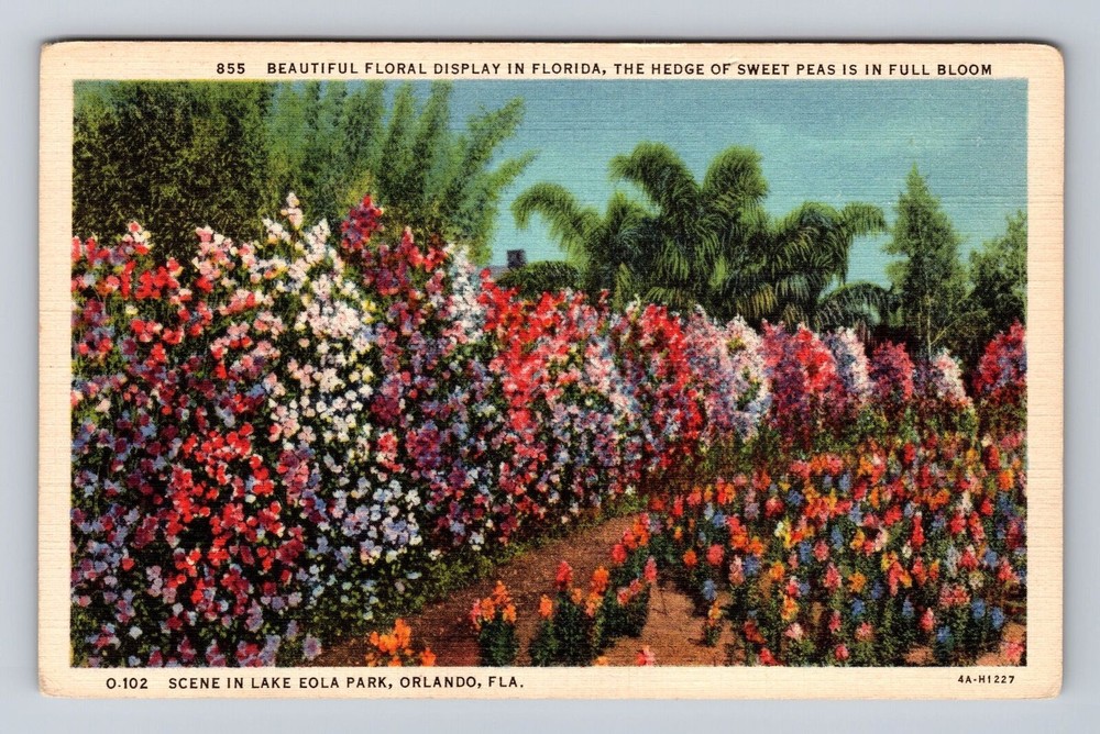 Orlando FL-Florida, Floral Display In Lake Eola Park, Antique, Vintage Postcard