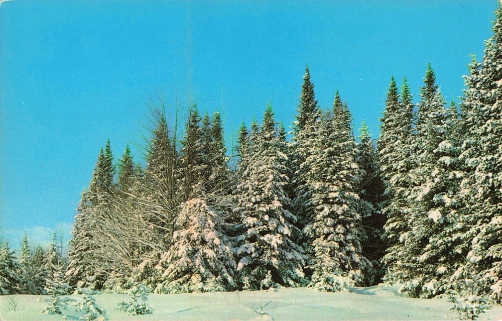 Winter Wonderland - Snow Covered Trees - Postcard