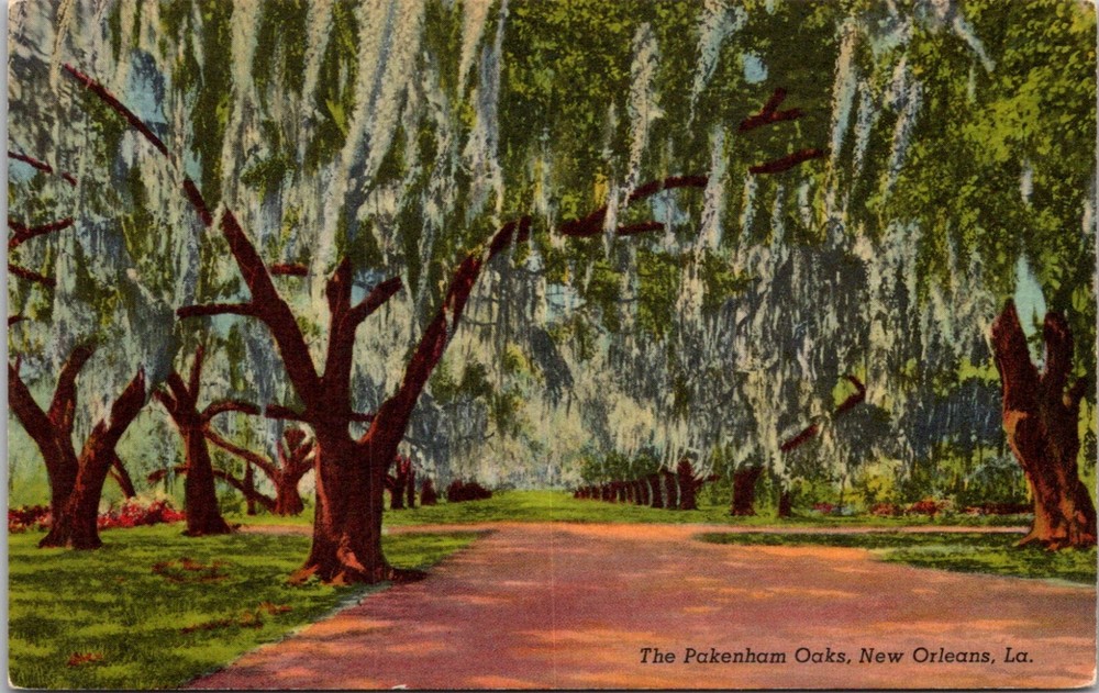 Vintage Linen Postcard of Pakenham Oaks New Orleans Cathedral with Spanish Moss