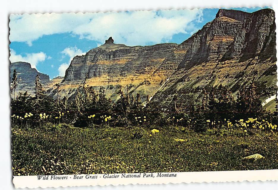 Postcard Wild Flowers Bear Grass Glacier National Park Montana USA