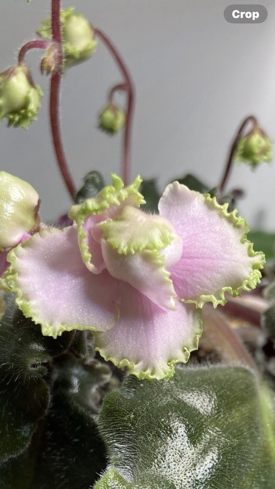 African Violet PLANT ~ ANCIENT LACE Starter