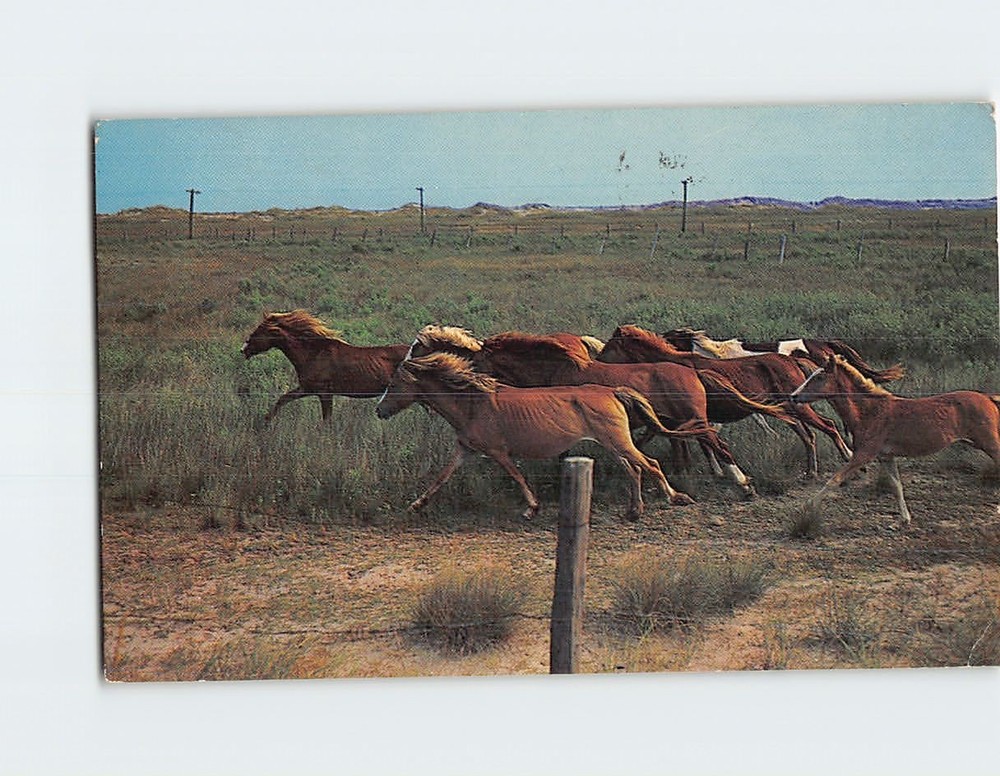 Postcard Wild Ponies on National Park Range Ocracoke Island North Carolina USA