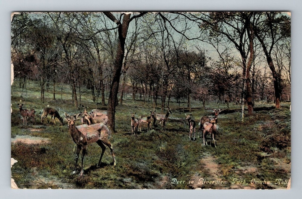 Omaha NE-Nebraska, Deer in Riverview Park, Vintage Postcard