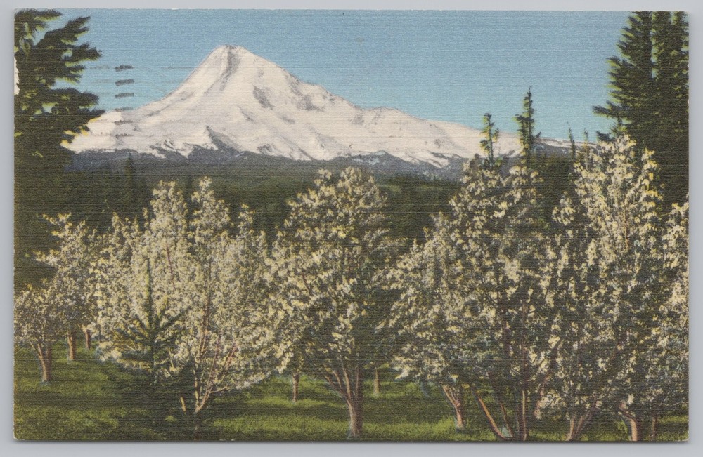 Linen~Mount Hood Oregon From Flowering Trees~Vintage Postcard