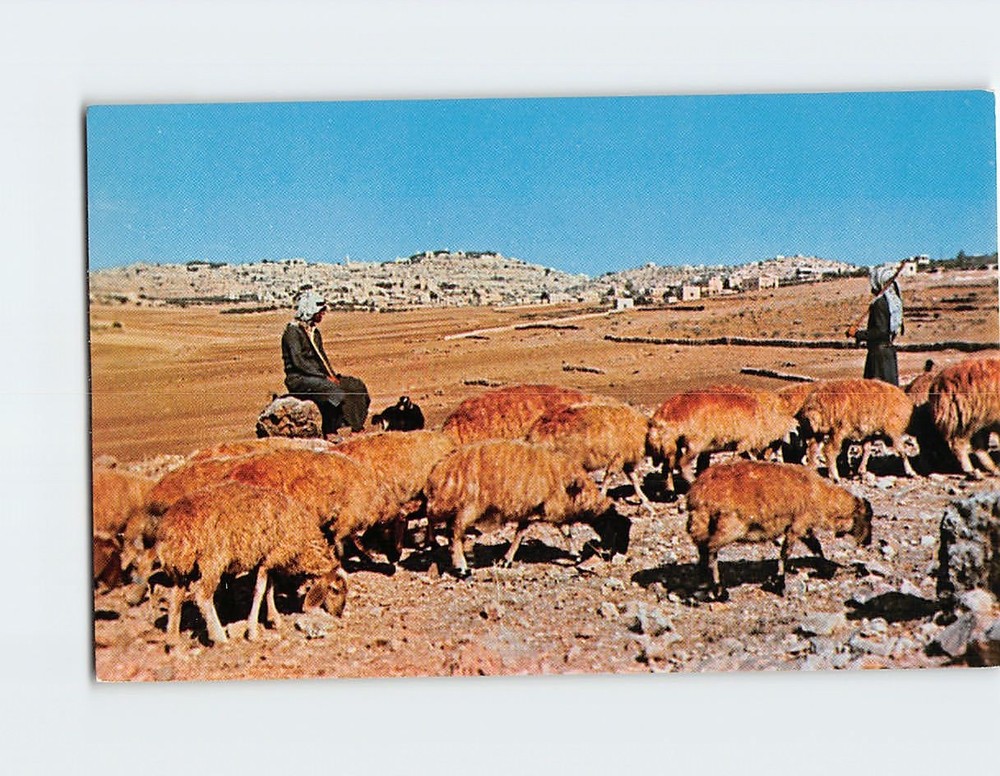 Postcard Shepherd's Field Bethlehem Jordan