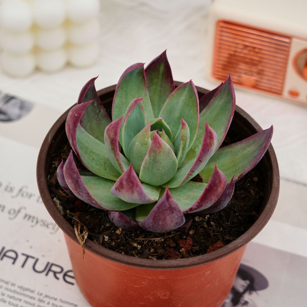 4'' Echeveria Agavoides Casio, Live Succulent Plants,Rare Plants