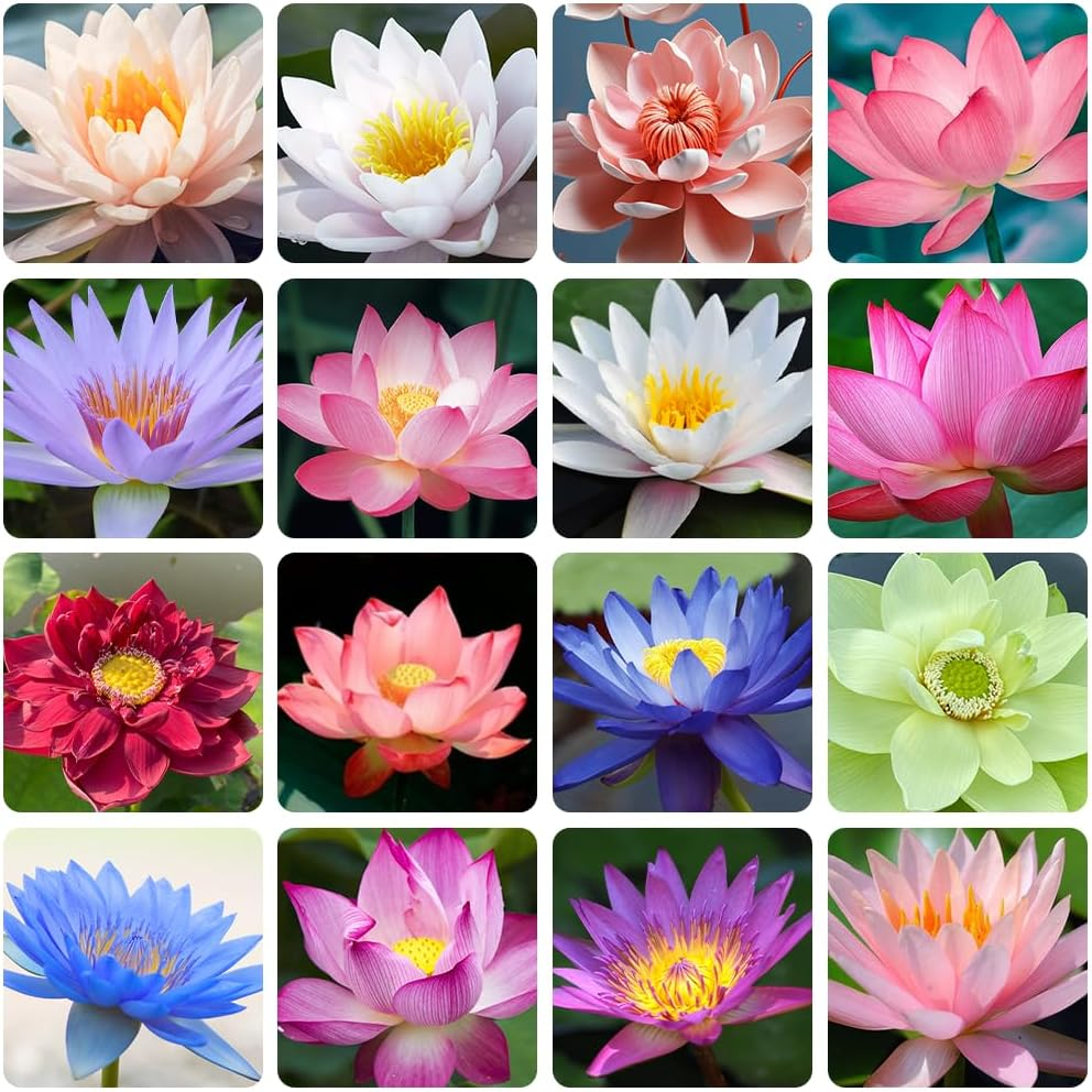 Bonsai Lotus Seeds for Planting – 35 Pcs Water Lily Bowl Lotus Flowers