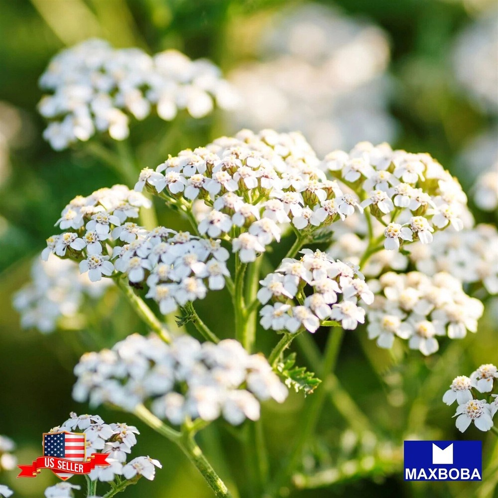 Achillea White Yarrow Herb Seeds - Non-GMO Garden Perennial-image