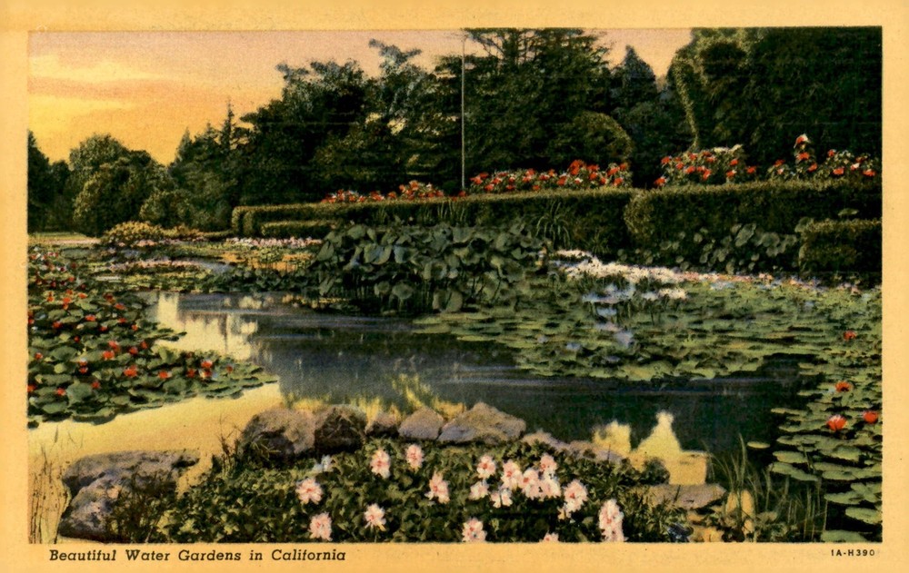 Water Gardens in California, C.T. Art-Colortone Postcard