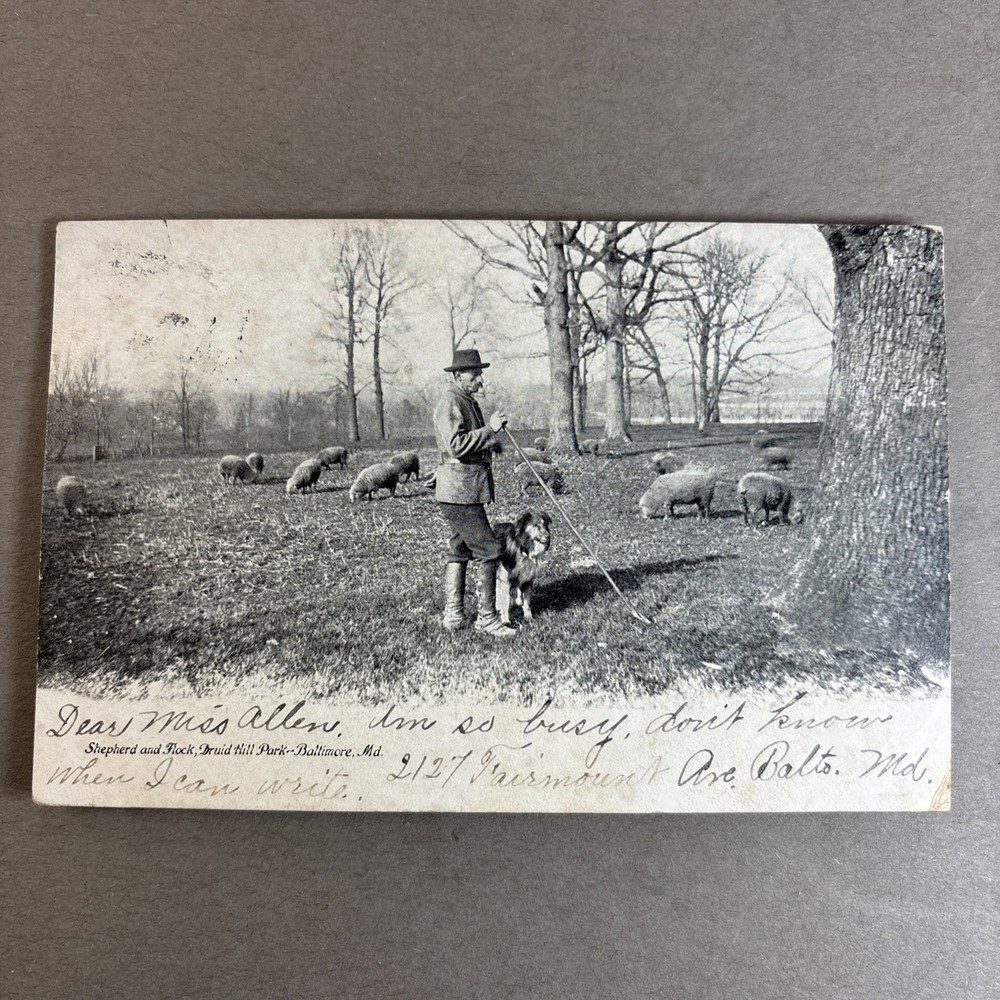 MD POSTCARD Shepherd and Flock sheep Druid Hill Park Baltimore Maryland und 1906
