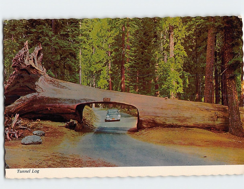 Postcard Tunnel Log Sequoia National Park California USA