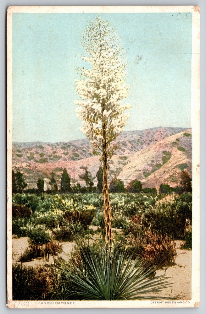 Detroit Pub~Spanish Bayonet On The Desert~Vintage Postcard