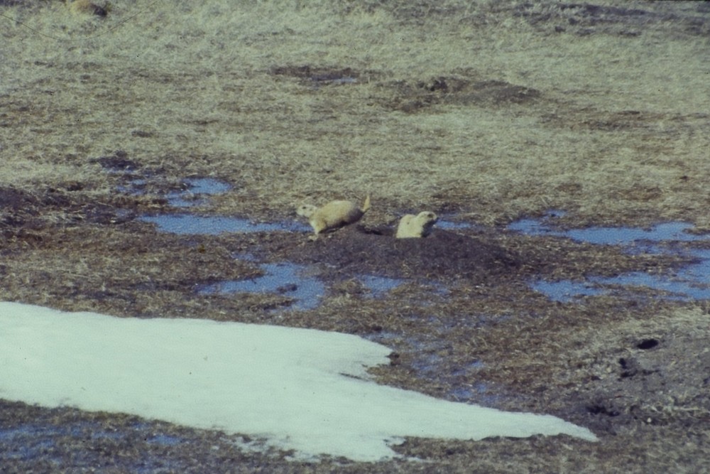 c1960's 35mm Slide Film, Two Prairie Dogs, Snow, Puddles, Grassland Landscape