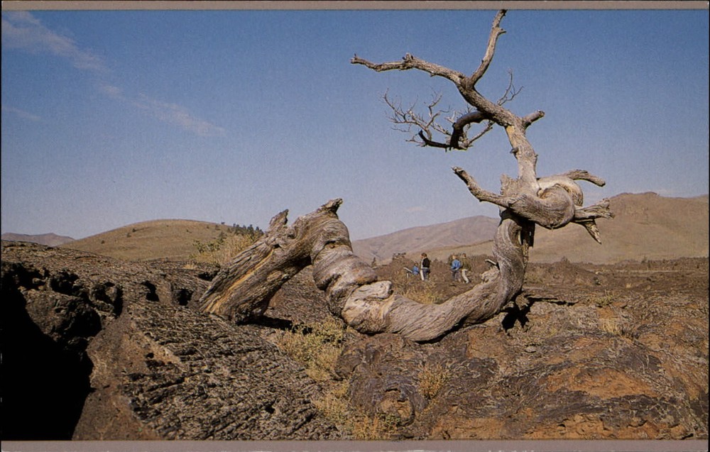Triple Twist Tree Craters of Moon National Monument Arco Idaho ~ 1978 postcard