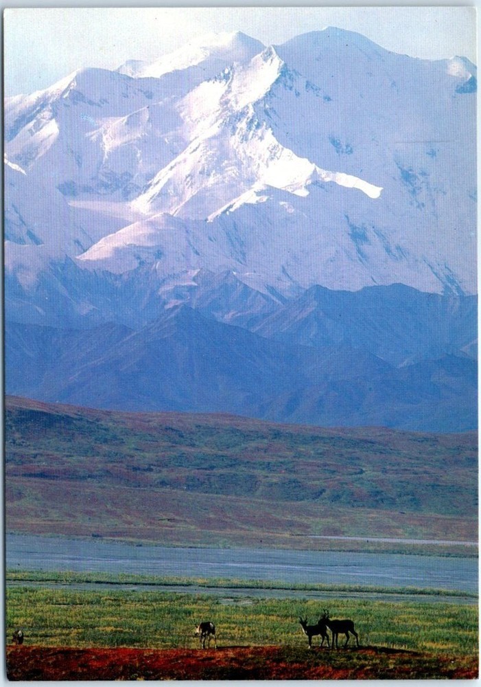 Postcard - Mount McKinley dwarfs Caribou on the Tundra - Alaska