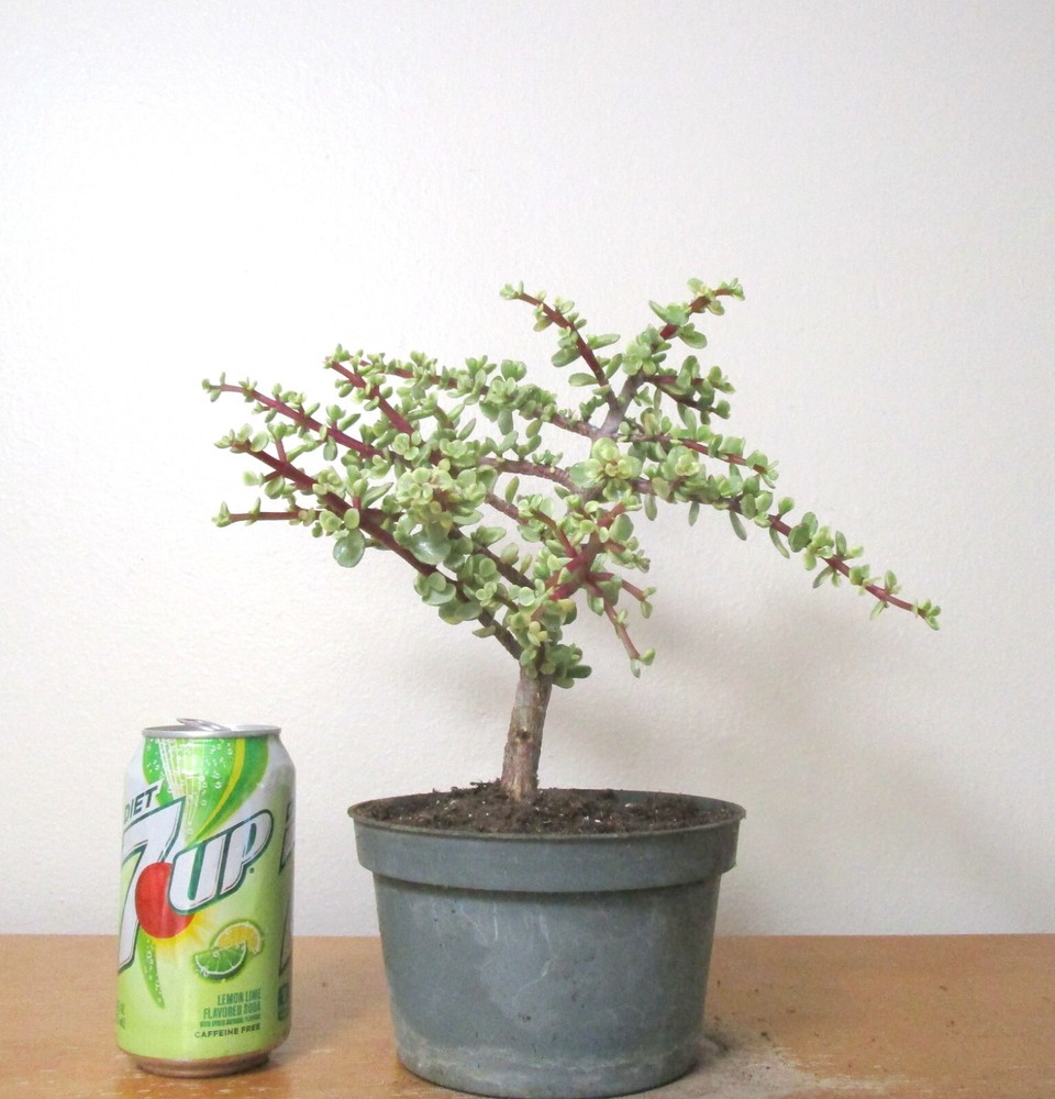Variegated Baby Jade Portulacaria for Shohin Mame Bonsai