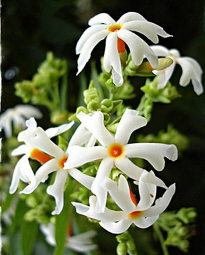NIGHT FLOWERING JASMINE SEEDS ( Nyctanthes arbor-tristis ) Parijat - 10 Seeds