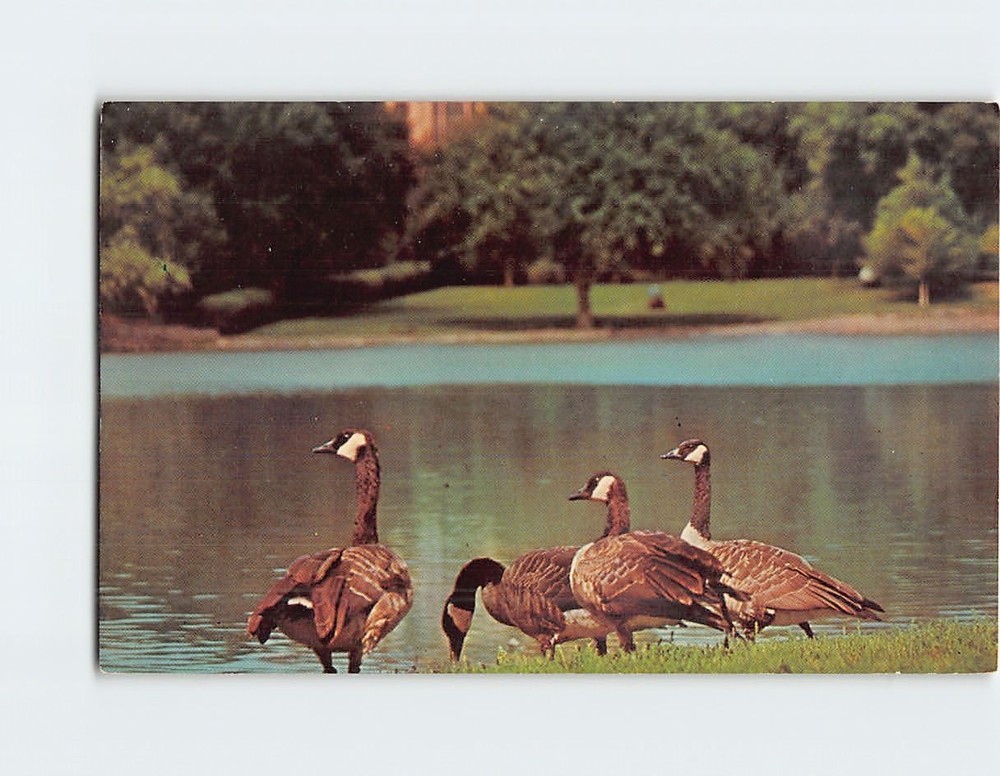 Postcard Canada Geese Pierre South Dakota USA North America