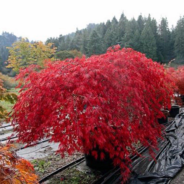 Japanese Maple Tree “Autumn Fire” Dwarf