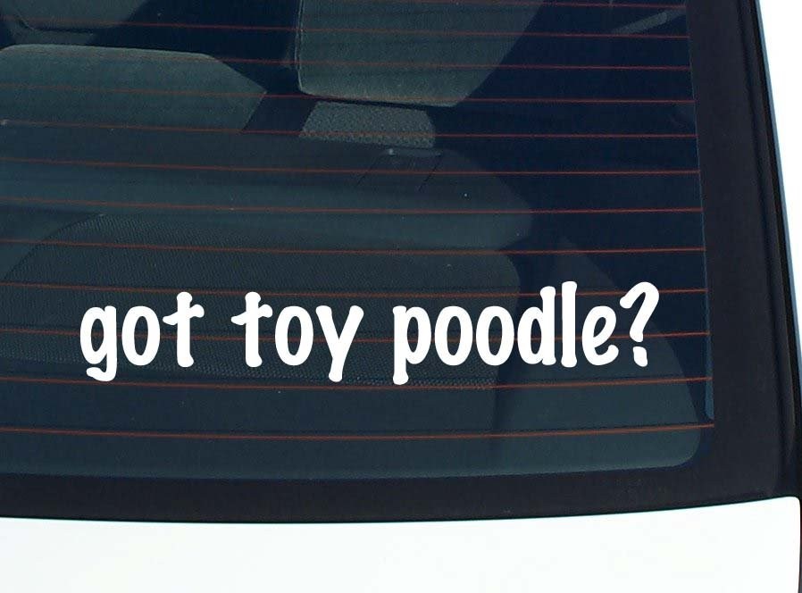 got toy poodle? CAR DECAL BUMPER STICKER VINYL FUNNY JOKE WINDOW