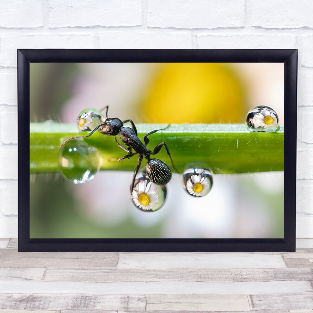 The Ant Between Drops Insect Flower Ants Water Drop Wall Art Print