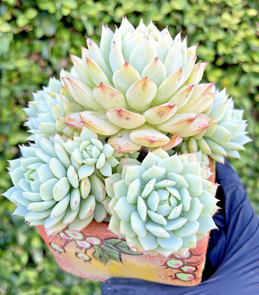 Echeveria Derenbergii Painted Lady Rare Succulent Live Plant 1-Head Cutting 2