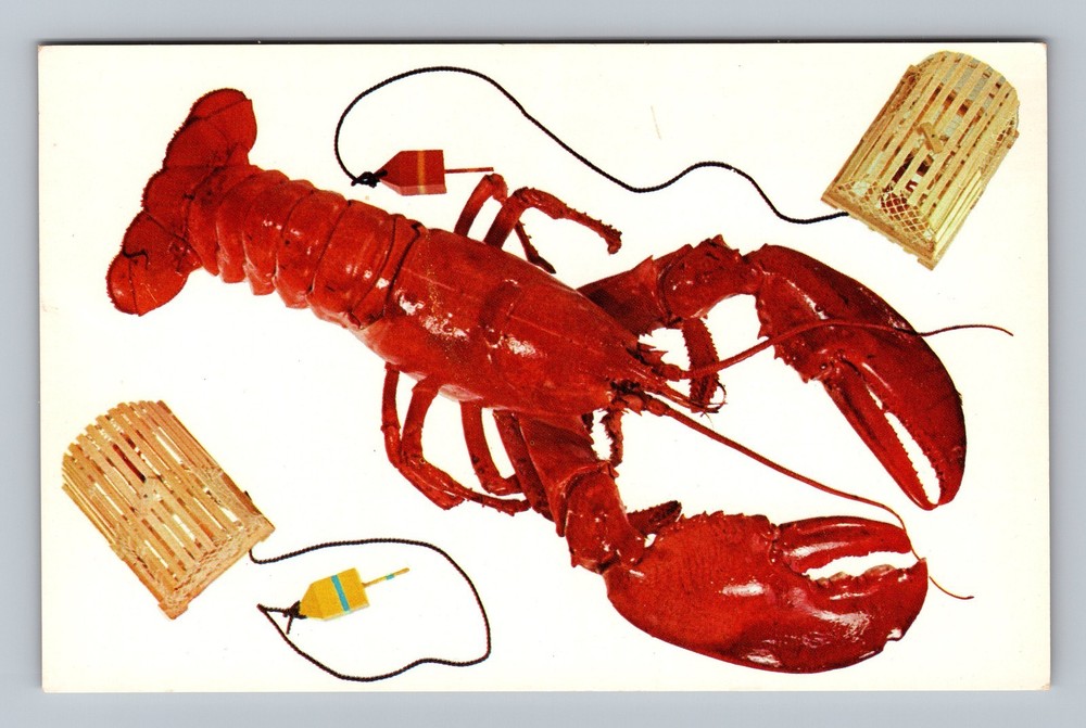 Canada New Brunswick Shediac General Greetings Lobster Is King Vintage Postcard