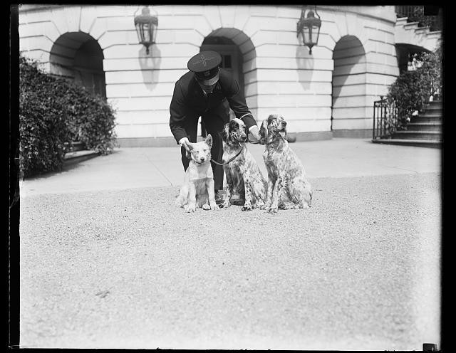 Washington D.C. White House Pres. Hoover Dogs 1929 Captain with Three Dogs