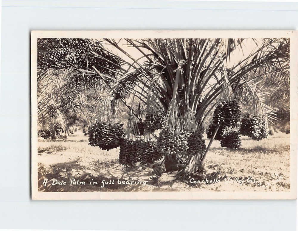 Postcard Date Palm Coachella Valley California USA