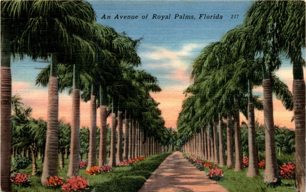 Avenue of Royal Palms, Florida, Coconut Grove, Miami, TICHNOR BROS Postcard