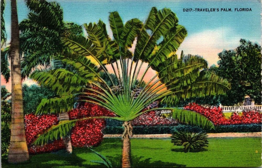 Dr Jim Stamps Postcard Travelers Palm Florida Linen