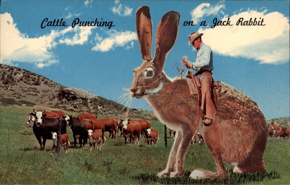 Cattle Punching Jack Rabbit exaggeration comic vintage postcard s200