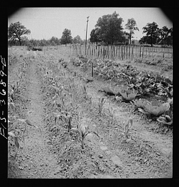 Photo:Greenbelt Maryland Garden Plot Residents Working 1930s Farm Rows