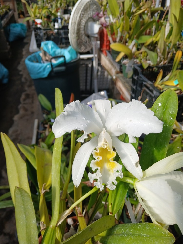 Cattleya mossiae alba  orchid SPECIES DIVISION