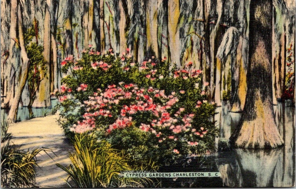 Trees and Flowers at Cypress Gardens Charleston South Carolina Vintage Postcard