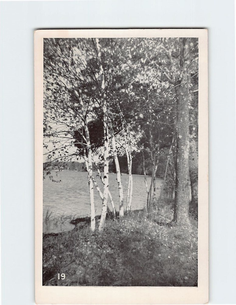 Postcard Birch Trees Lake Nature Landscape Scenery